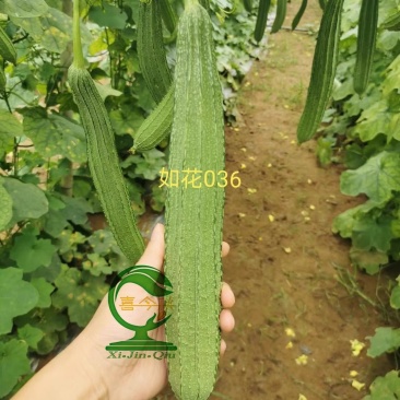 【如花036丝瓜种子】早熟皮嫩绿带花点均匀肉结实爽脆