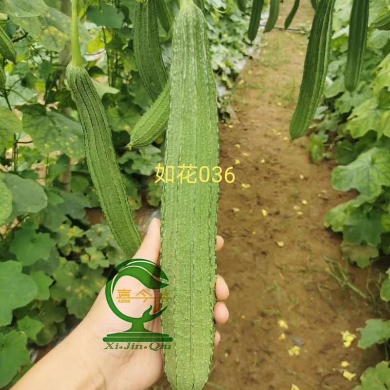 【如花036丝瓜种子】早熟皮嫩绿带花点均匀肉结实爽脆