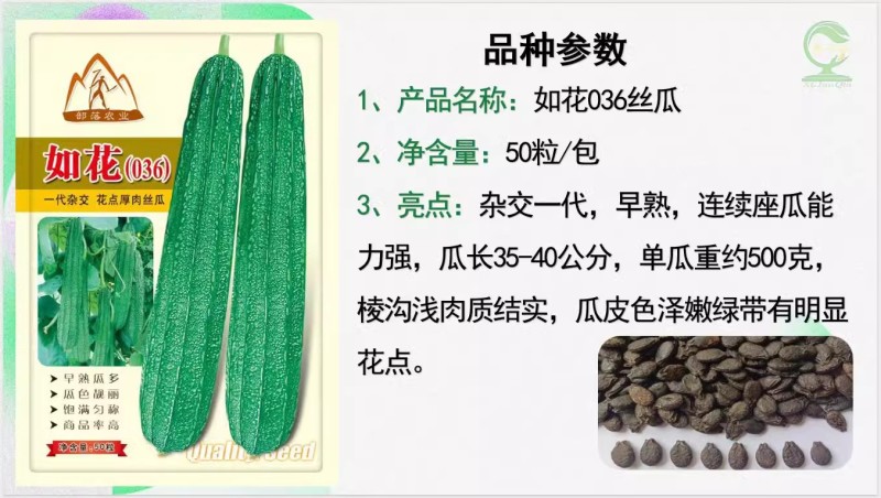 【如花036丝瓜种子】早熟皮嫩绿带花点均匀肉结实爽脆