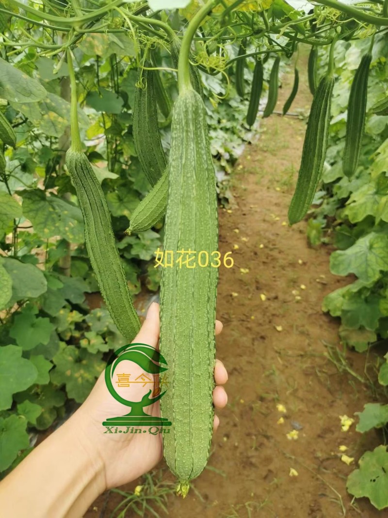 【如花036丝瓜种子】早熟皮嫩绿带花点均匀肉结实爽脆