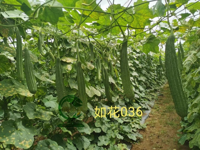 【如花036丝瓜种子】早熟皮嫩绿带花点均匀肉结实爽脆