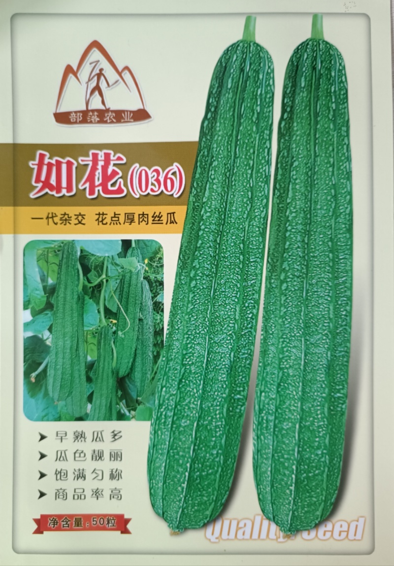 【如花036丝瓜种子】早熟皮嫩绿带花点均匀肉结实爽脆