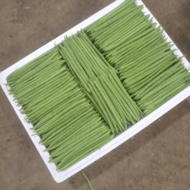 精品四季豆