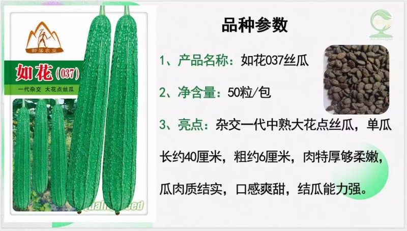 【如花037丝瓜】杂交一代中熟大花点丝瓜肉结实产量佳