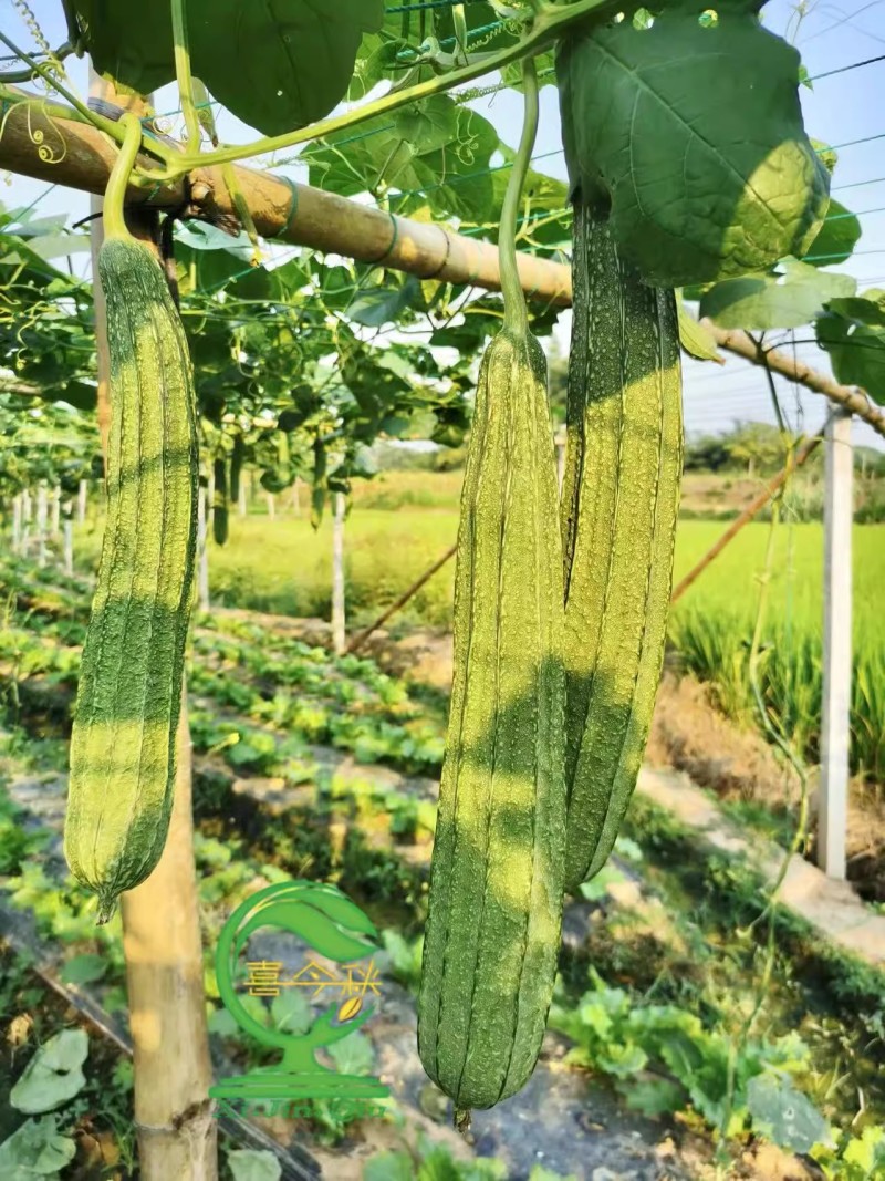 【如花037丝瓜】杂交一代中熟大花点丝瓜肉结实产量佳
