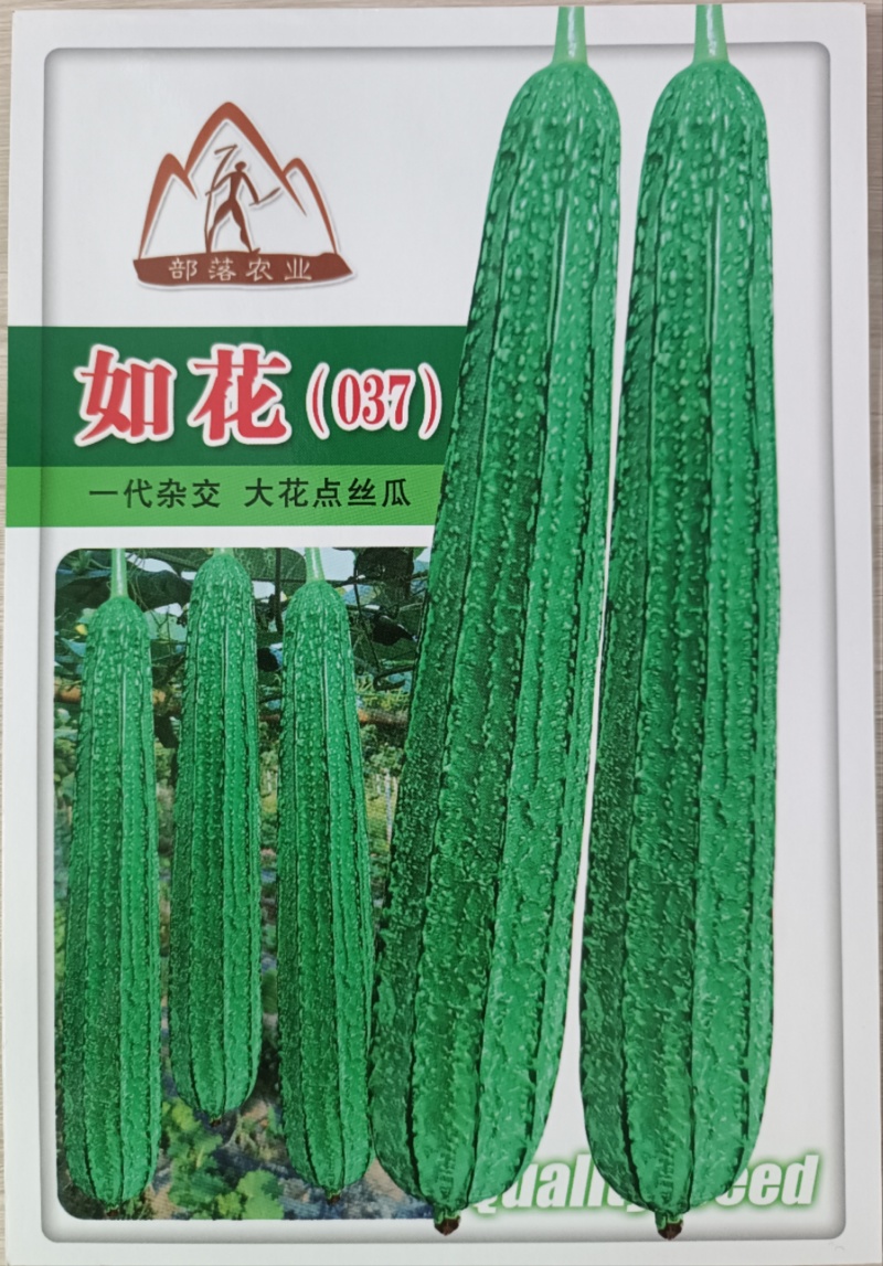 【如花037丝瓜】杂交一代中熟大花点丝瓜肉结实产量佳