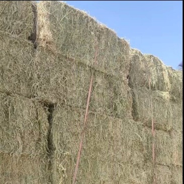 优质苜蓿草