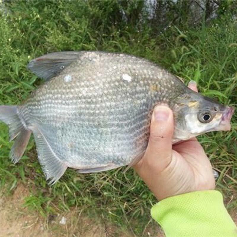 沙边鱼苗，鳊鱼苗