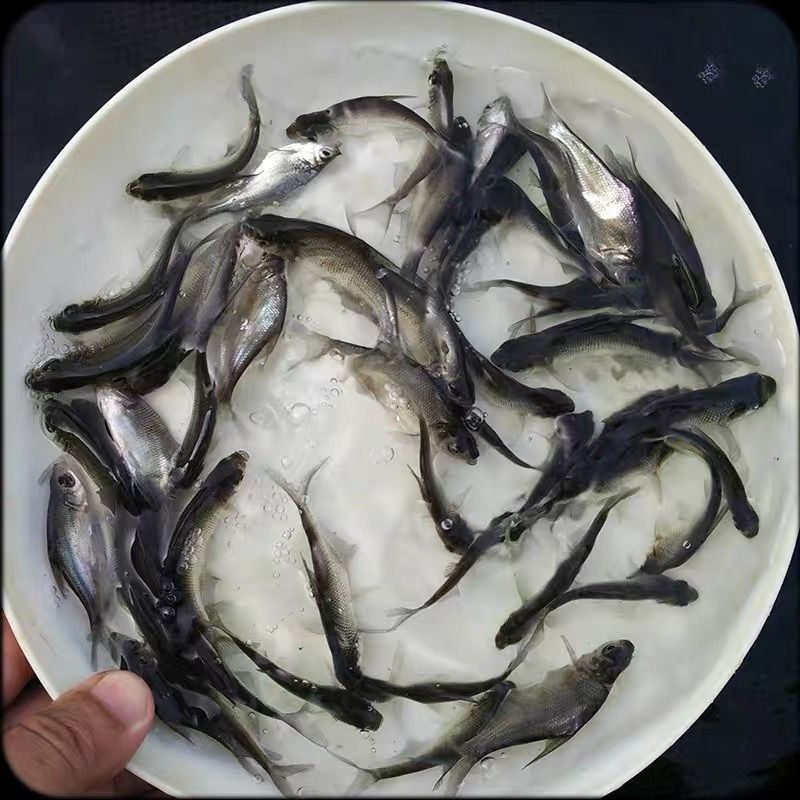 沙边鱼苗，鳊鱼苗