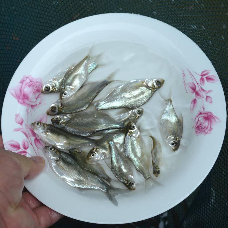 沙边鱼苗，鳊鱼苗