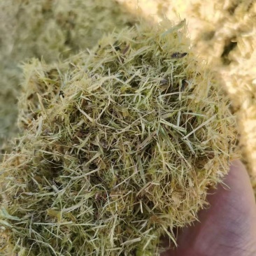 优质柠条草粉