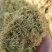 优质柠条草粉