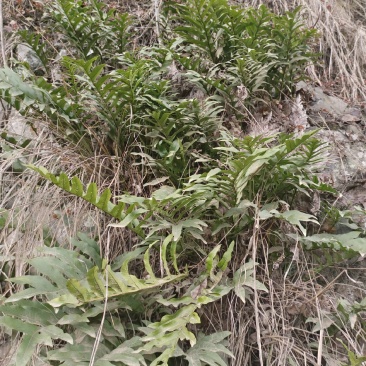 骨髓补