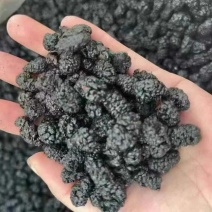 桑椹五黑之一可直接食用可研磨成粉