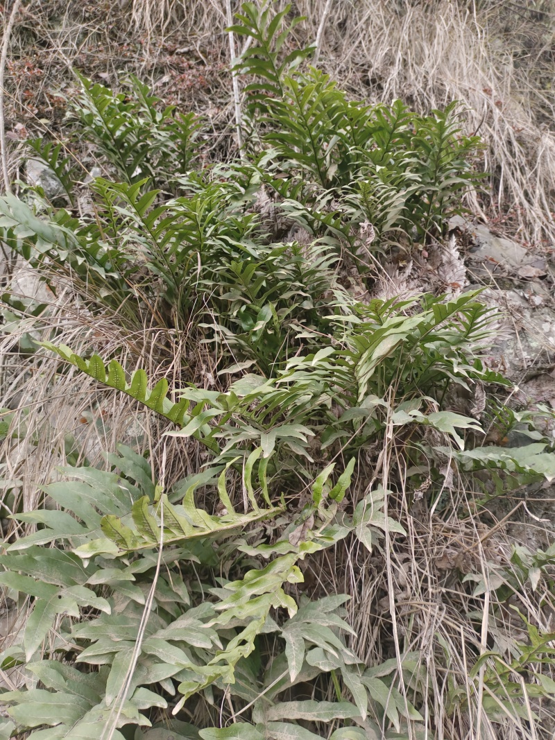骨髓补