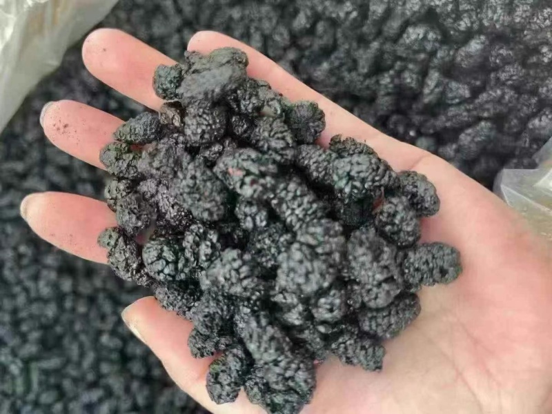 桑椹五黑之一可直接食用可研磨成粉