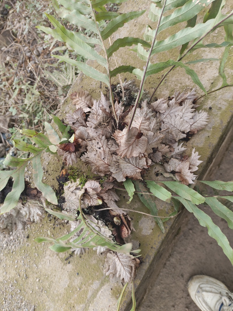 骨髓补