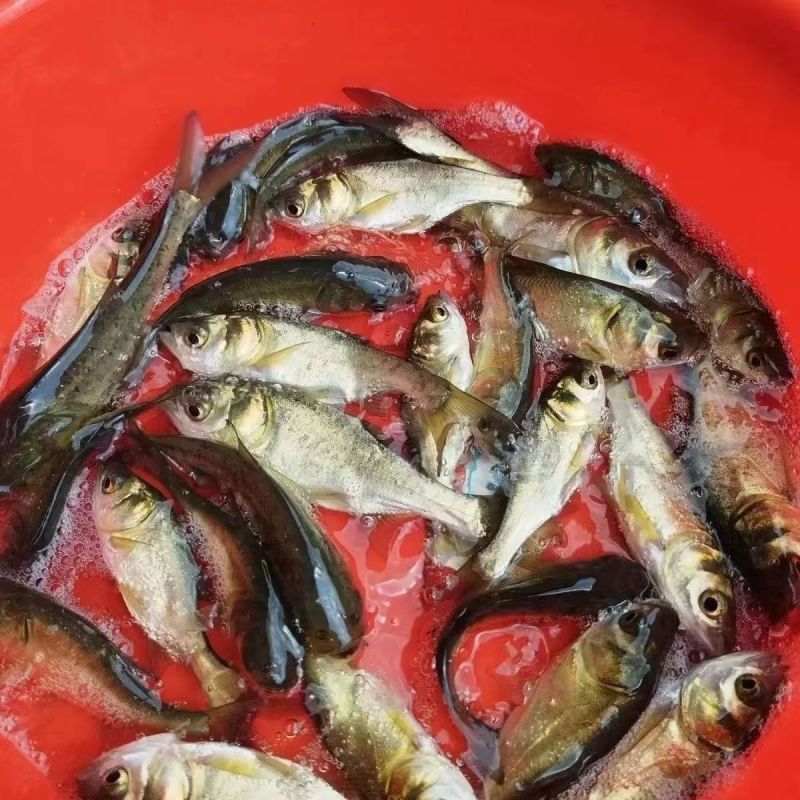 花鲢大头鱼苗，胖头鱼苗，四大家鱼雄鱼苗