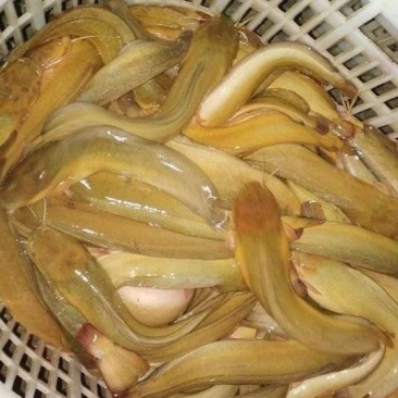 三黄塘角鱼苗，黄优四号塘虱鱼苗