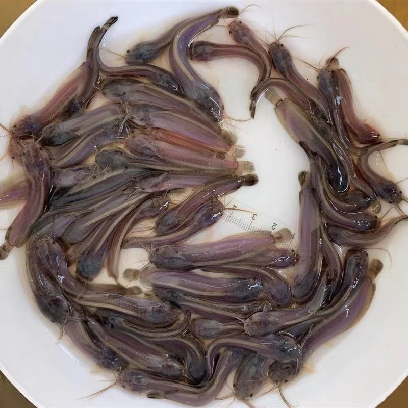 三黄塘角鱼苗，黄优四号塘虱鱼苗