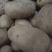 精品土豆黄心黄皮土豆三优v7土豆榆林生产3.5两起