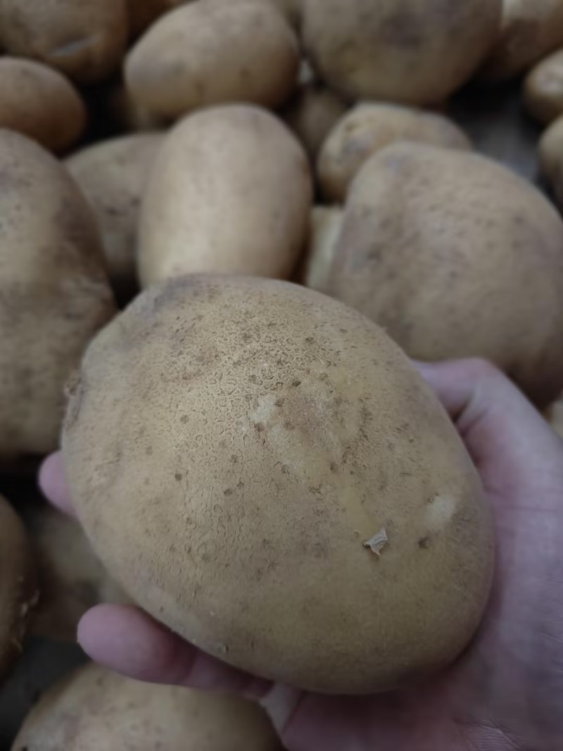 精品土豆黄心黄皮土豆三优v7土豆榆林生产3.5两起