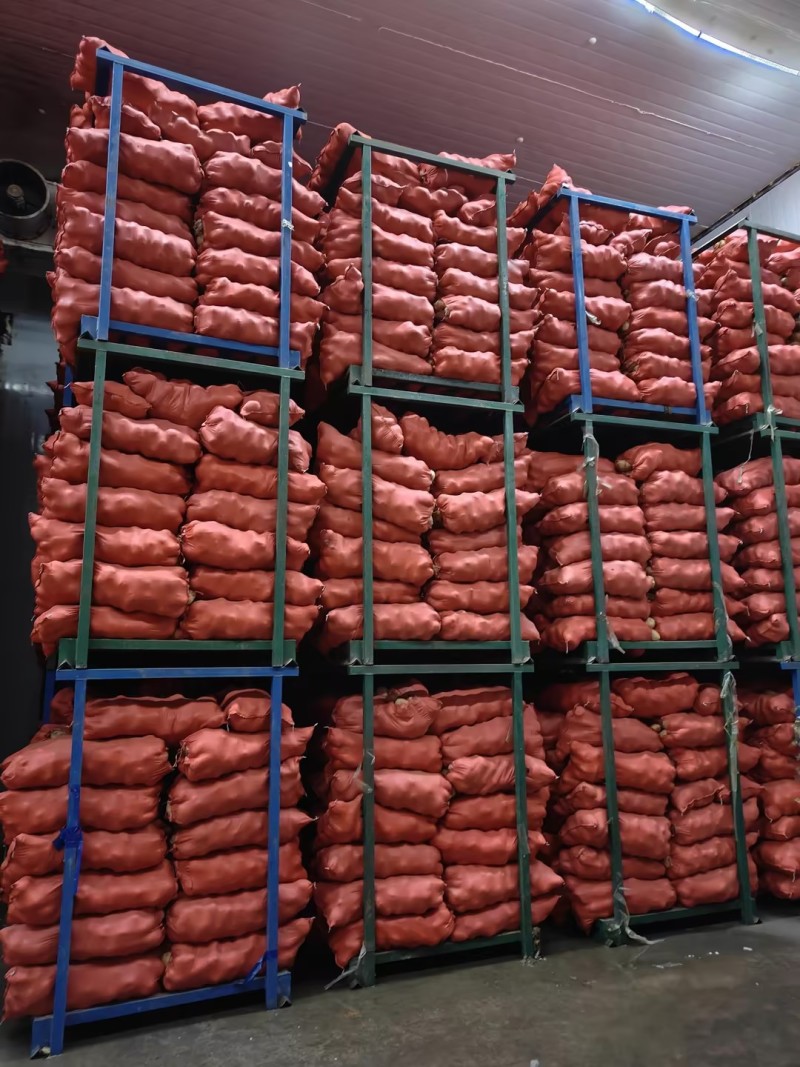 精品土豆黄心黄皮土豆三优v7土豆榆林生产3.5两起