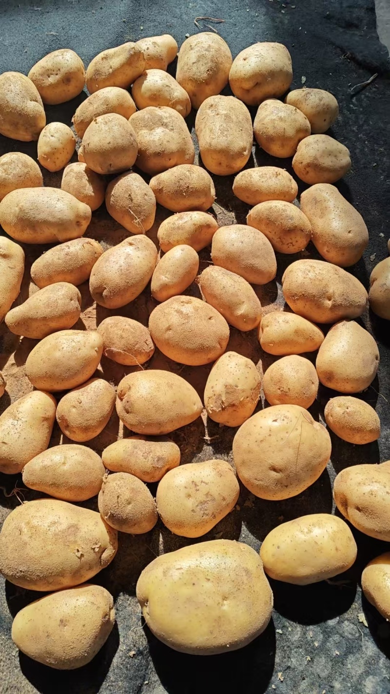 精品土豆黄心黄皮土豆三优v7土豆榆林生产3.5两起