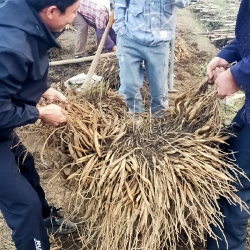 天冬苗，产地直发，改良优良品种，发货快，效率高，