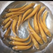 金丝草鱼苗，金草鲩鱼苗，四大家鱼养殖