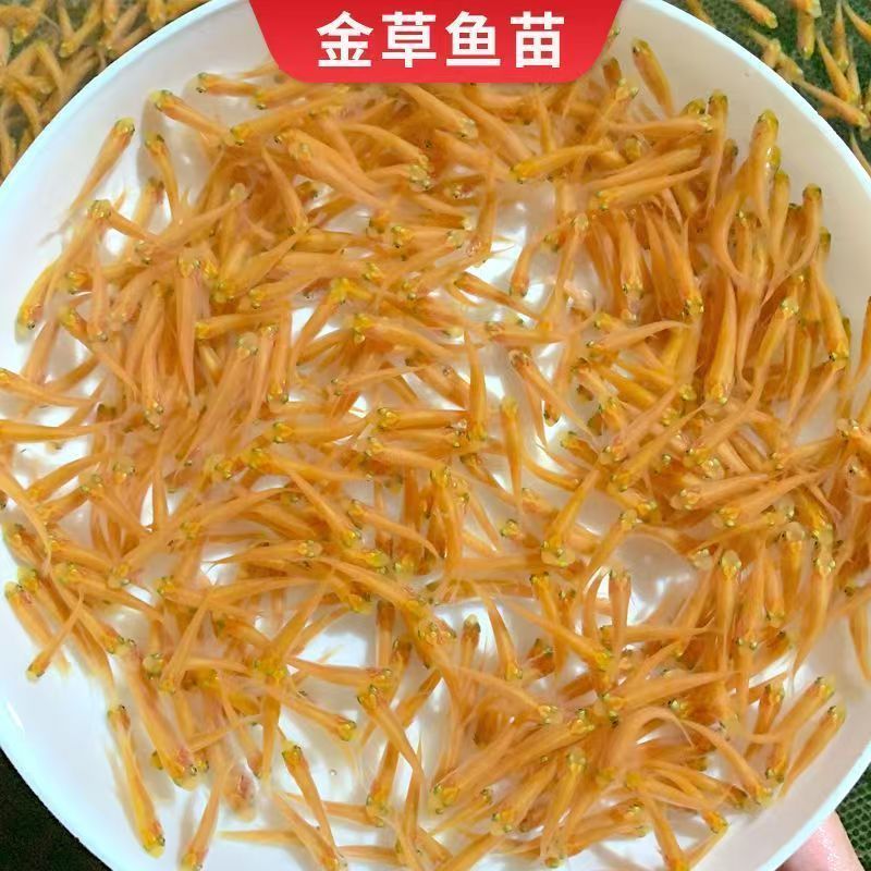 金丝草鱼苗，金草鲩鱼苗，四大家鱼养殖