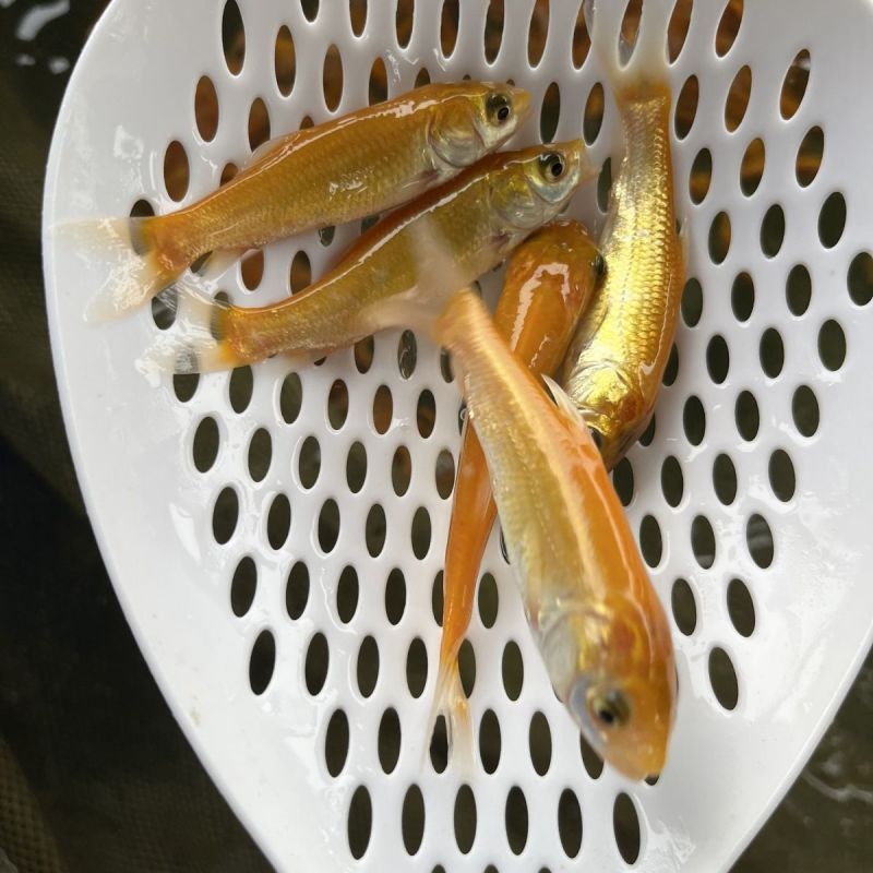 金丝草鱼苗，金草鲩鱼苗，四大家鱼养殖