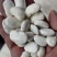 家里备点白芸豆，熬粥炖菜都能放，简单又营养，谁吃谁夸好