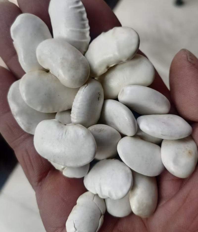 家里备点白芸豆，熬粥炖菜都能放，简单又营养，谁吃谁夸好