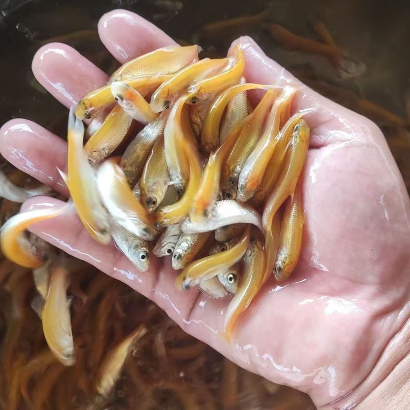 金丝草鱼苗，金草鲩鱼苗，四大家鱼养殖