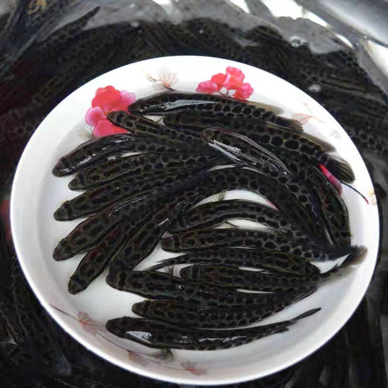 杂交山东黑鱼苗，财鱼苗，蛇鱼苗，