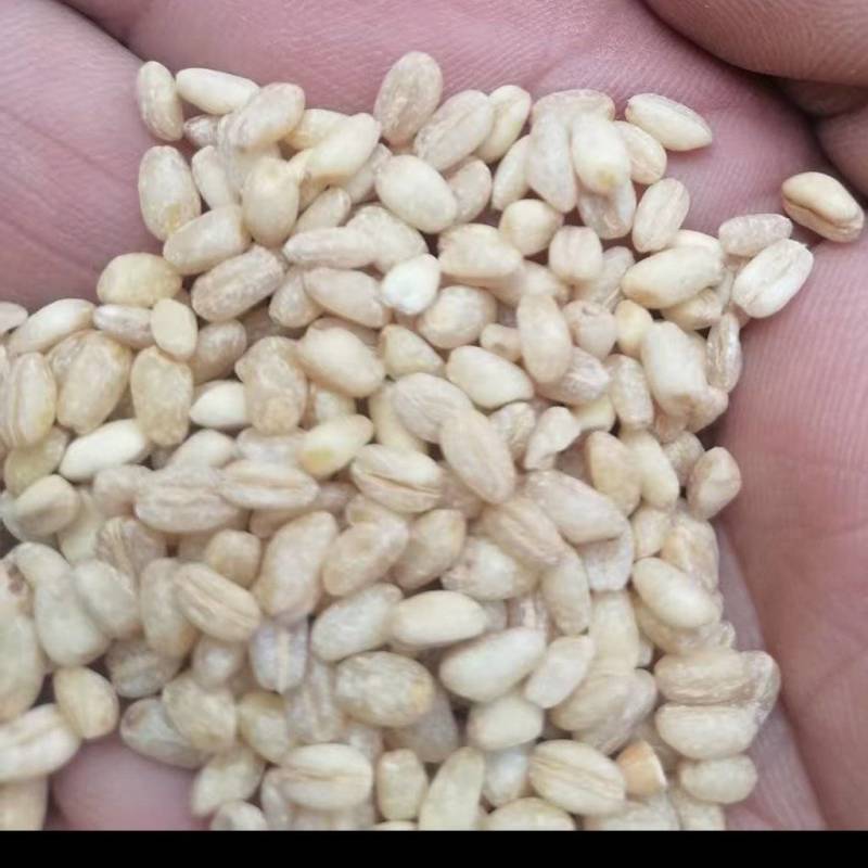 老一辈都爱的小麦仁，煮出来的饭，满屋子飘香，越吃越带劲