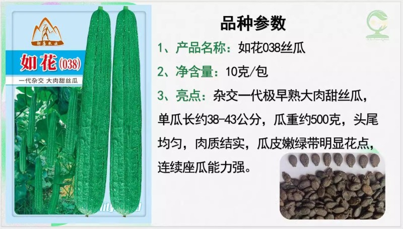 【如花038丝瓜种子】杂交一代极早熟大肉甜丝瓜座瓜佳
