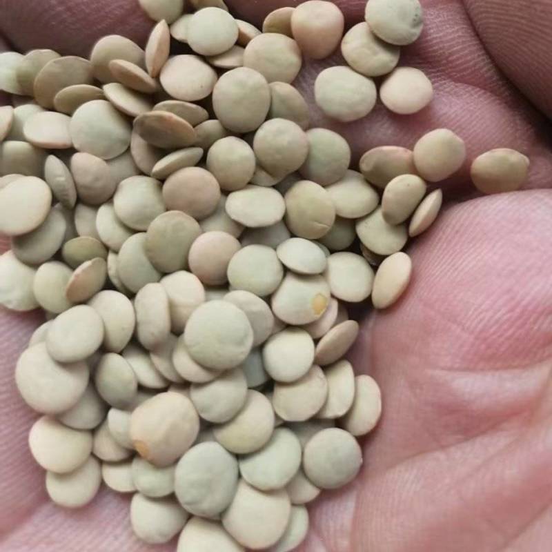 外国来的绿扁豆，炖肉煮粥都得劲，好吃不贵，实惠到家