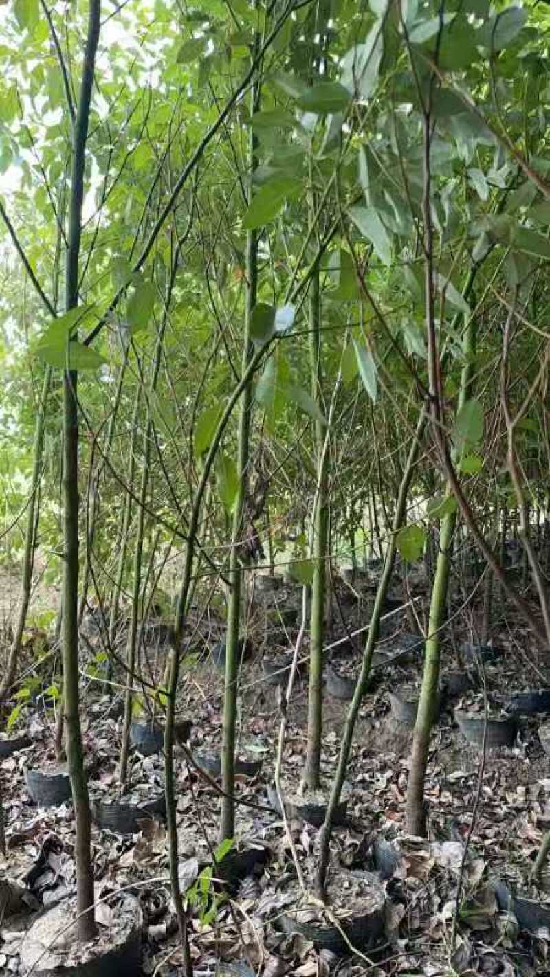 香樟苗绿化苗园林绿化绿美广东樟树苗产地直发