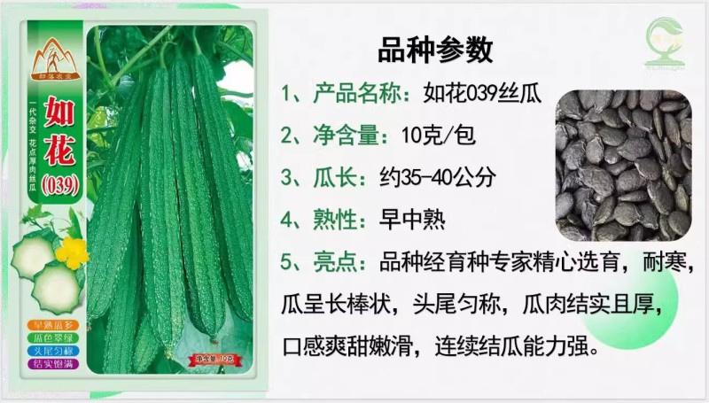 【如花039丝瓜】杂交一代早中熟耐寒匀称瓜肉结实