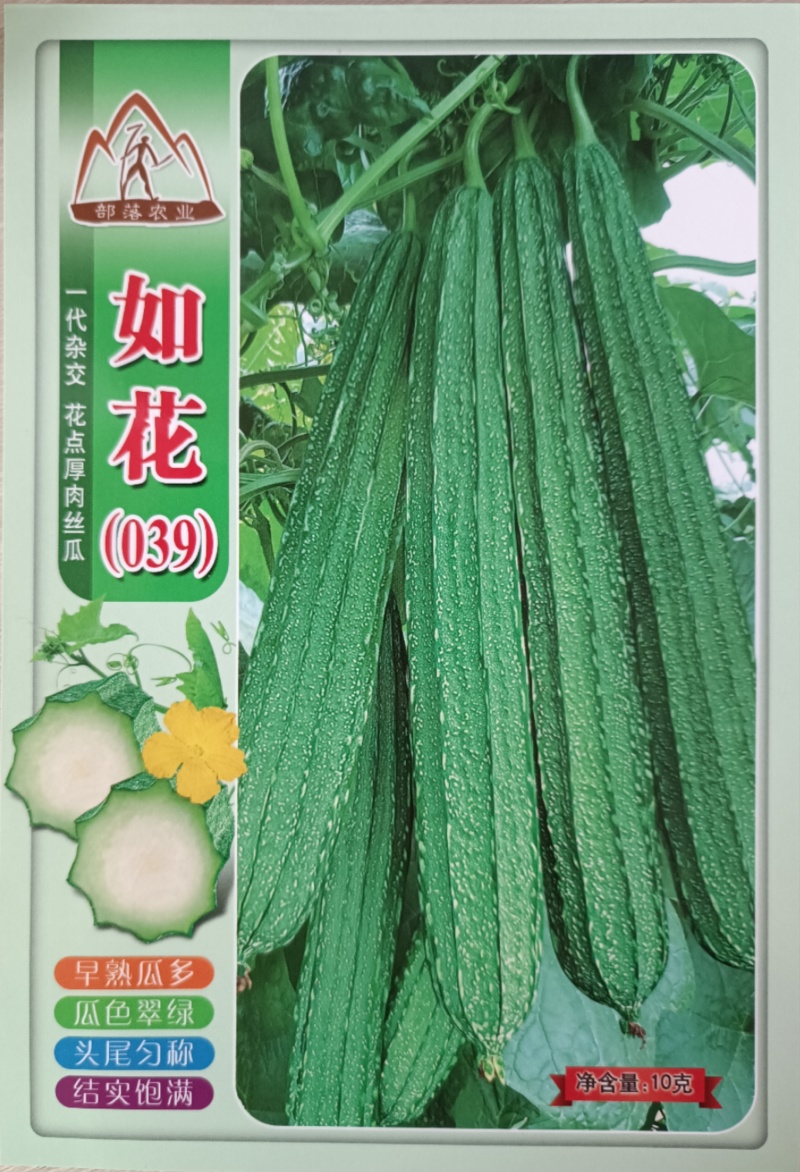 【如花039丝瓜】杂交一代早中熟耐寒匀称瓜肉结实