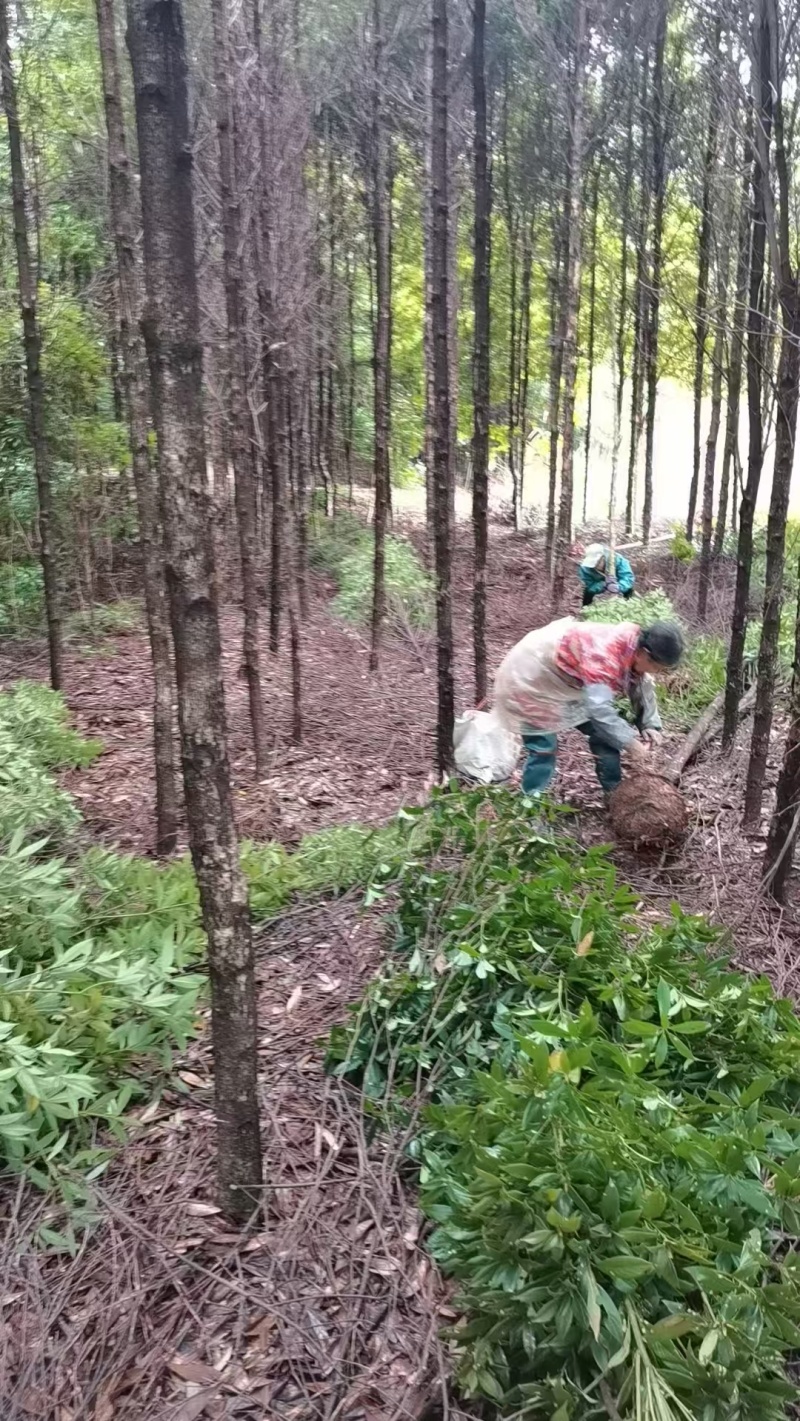金丝楠木绿化苗木楠木造林苗返林还耕低价处理