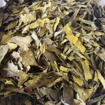 十大功劳叶祥泰药材栈中药材批发零售实物拍摄量多从优欢迎