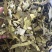 十大功劳叶祥泰药材栈中药材批发零售实物拍摄量多从优欢迎