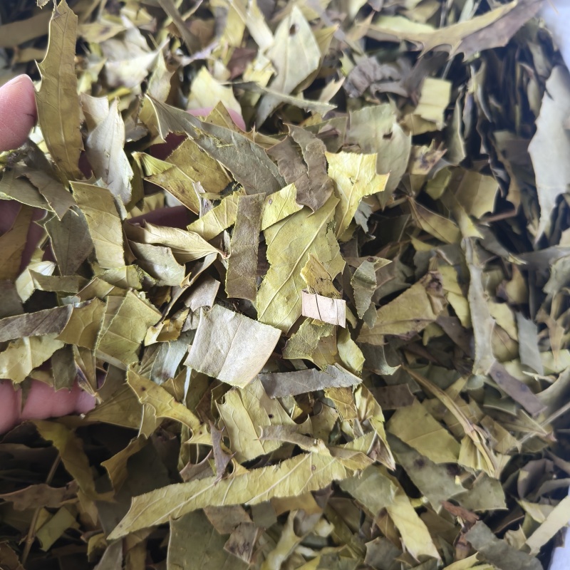 十大功劳叶祥泰药材栈中药材批发零售实物拍摄量多从优欢迎