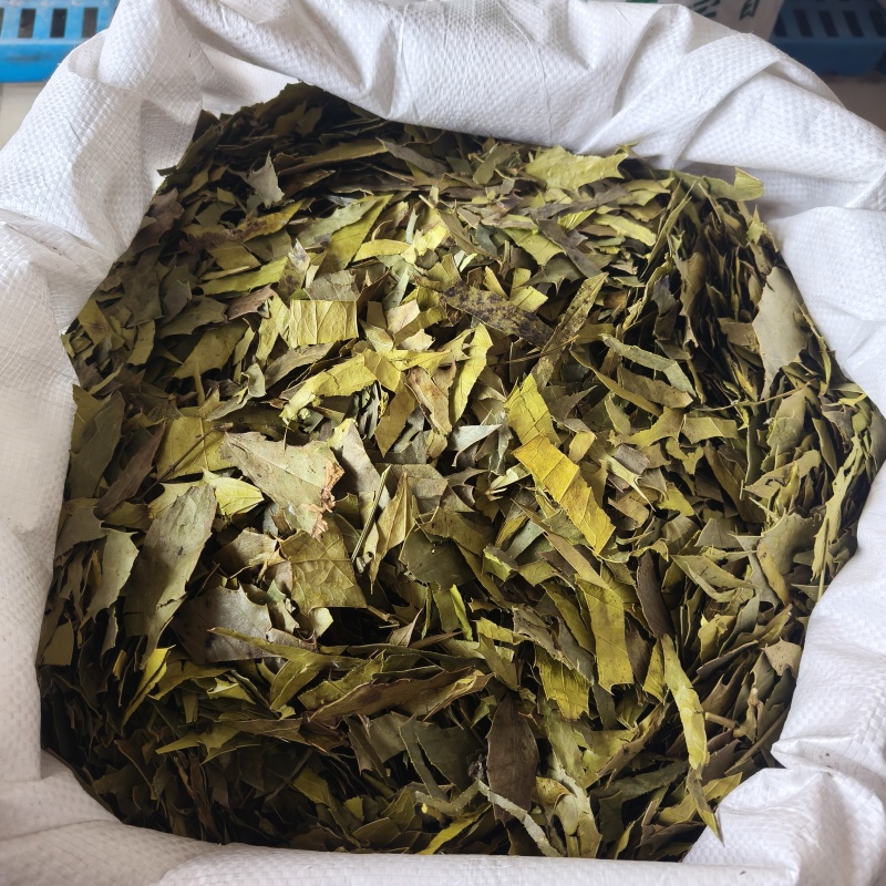 十大功劳叶祥泰药材栈中药材批发零售实物拍摄量多从优欢迎