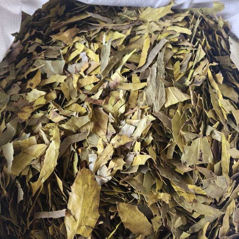 十大功劳叶祥泰药材栈中药材批发零售实物拍摄量多从优欢迎