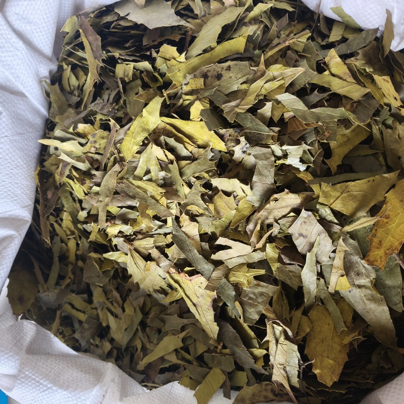 十大功劳叶祥泰药材栈中药材批发零售实物拍摄量多从优欢迎