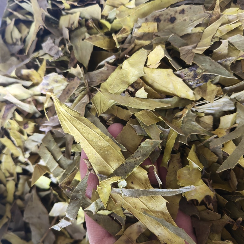 十大功劳叶祥泰药材栈中药材批发零售实物拍摄量多从优欢迎